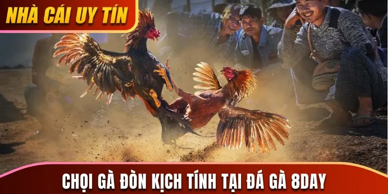 Tham gia chọi gà đòn kịch tính tại đá gà 8Day